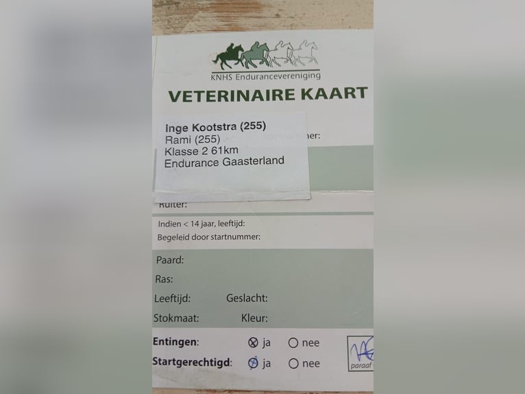 Altre razze Castrone 12 Anni 154 cm Baio in Emmen
