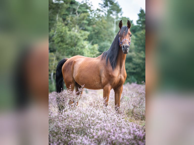 Altre razze Castrone 12 Anni 154 cm Baio in Emmen