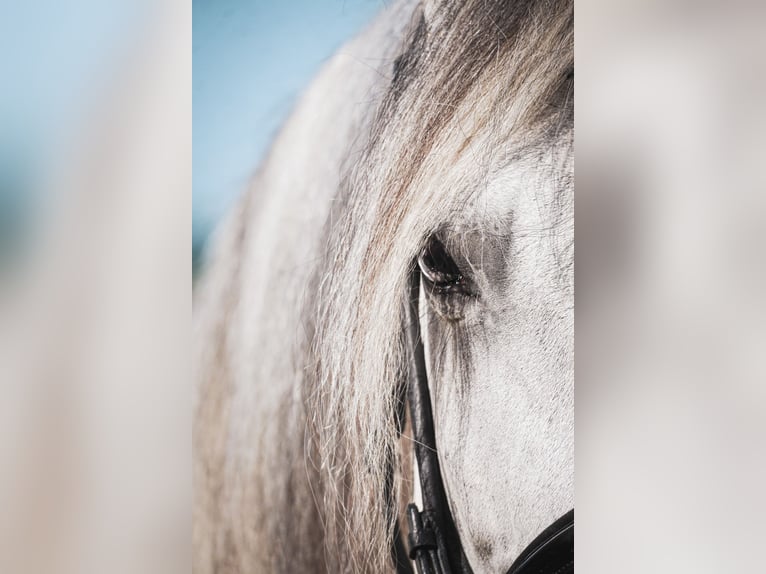 Altre razze Castrone 12 Anni 158 cm Grigio in Nettersheim