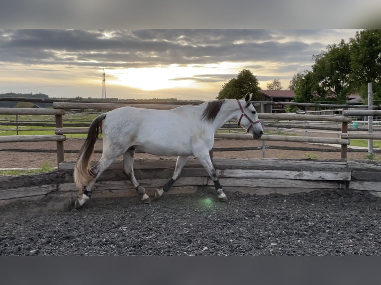 Altre razze Castrone 12 Anni 159 cm Grigio in Bobingen Altre razze Castrone 12 Anni 159 cm Grigio in Bobingen