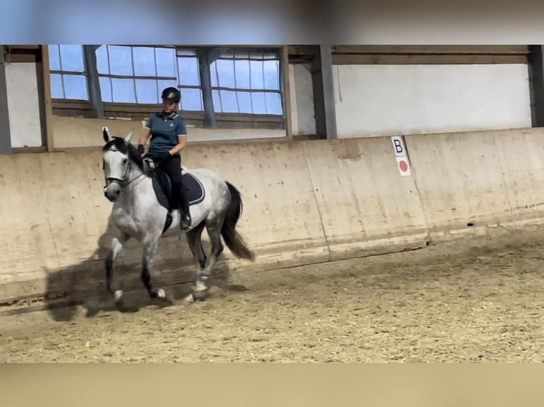 Altre razze Castrone 12 Anni 159 cm Grigio in Bobingen Altre razze Castrone 12 Anni 159 cm Grigio in Bobingen