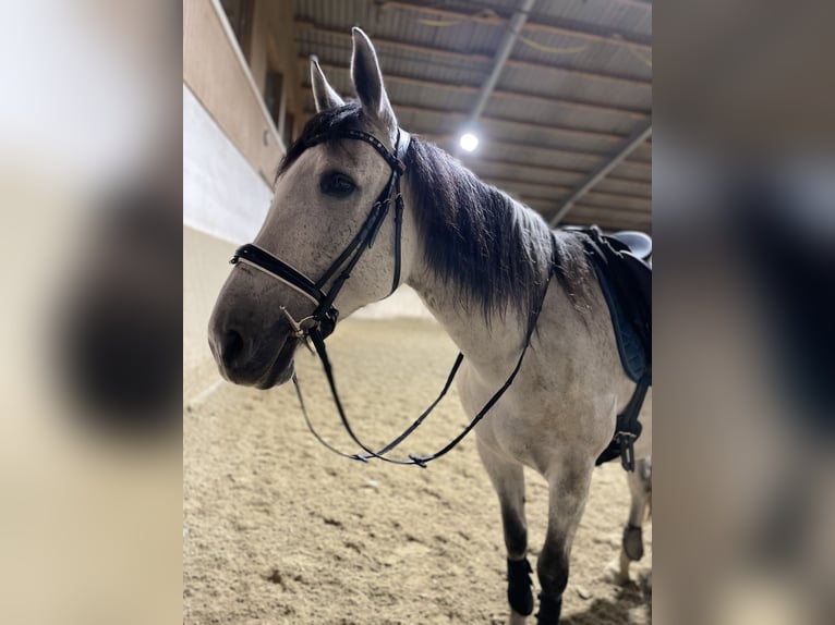 Altre razze Castrone 12 Anni 159 cm Grigio in Bobingen Altre razze Castrone 12 Anni 159 cm Grigio in Bobingen