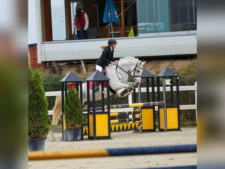 Altre razze Castrone 12 Anni 160 cm Grigio in София / Sofija Altre razze Castrone 12 Anni 160 cm Grigio in София / Sofija