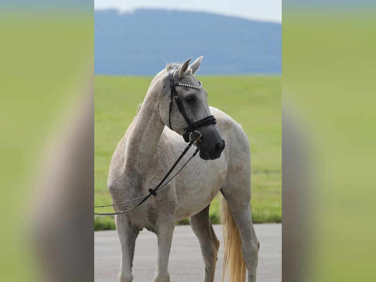 Altre razze Castrone 12 Anni 162 cm Grigio in Schwäbisch Gmünd