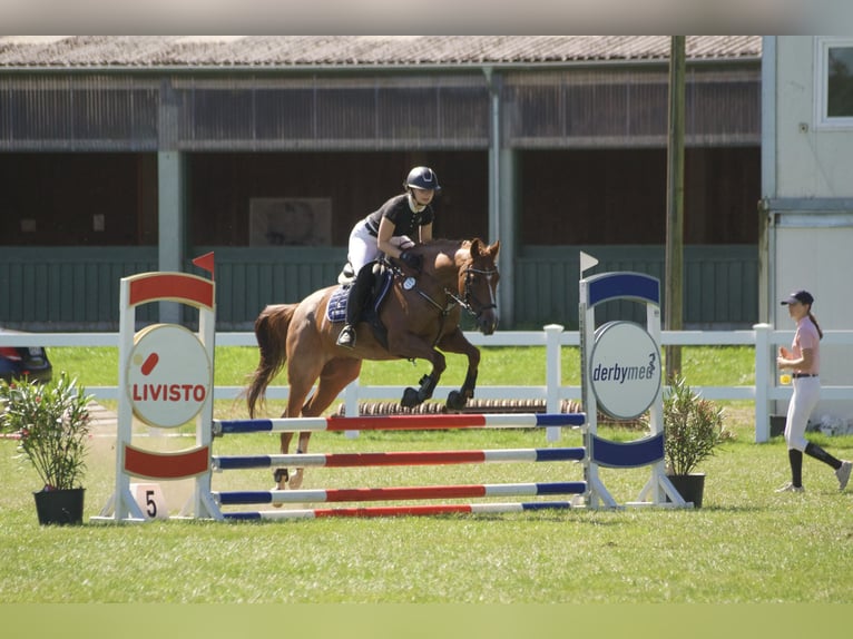 Altre razze Mix Castrone 12 Anni 163 cm Roano rosso in Bunsoh