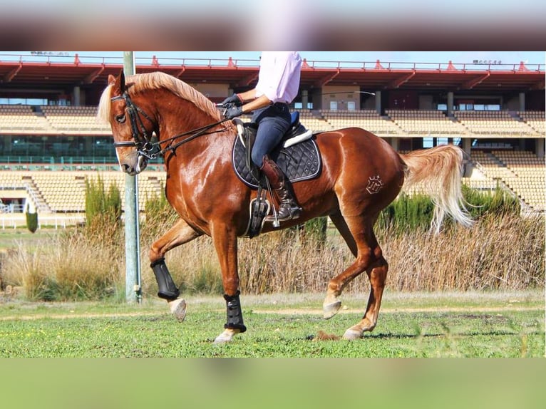 Altre razze Castrone 12 Anni 164 cm Palomino in NAVAS DEL MADRONO