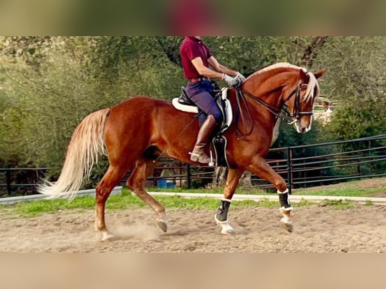 Altre razze Castrone 12 Anni 164 cm Palomino in NAVAS DEL MADRONO