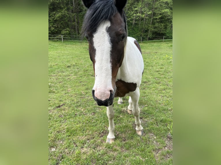 Altre razze Castrone 12 Anni 165 cm Pezzato in Köstenberg/Velden