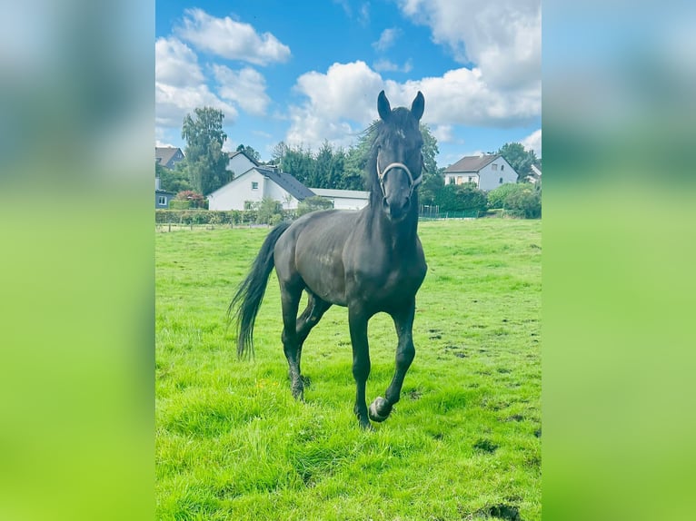 Altre razze Castrone 12 Anni 172 cm Morello in Jülich