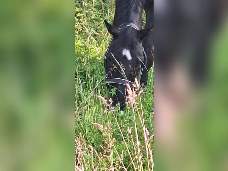 Altre razze Castrone 12 Anni 172 cm Morello in Jülich