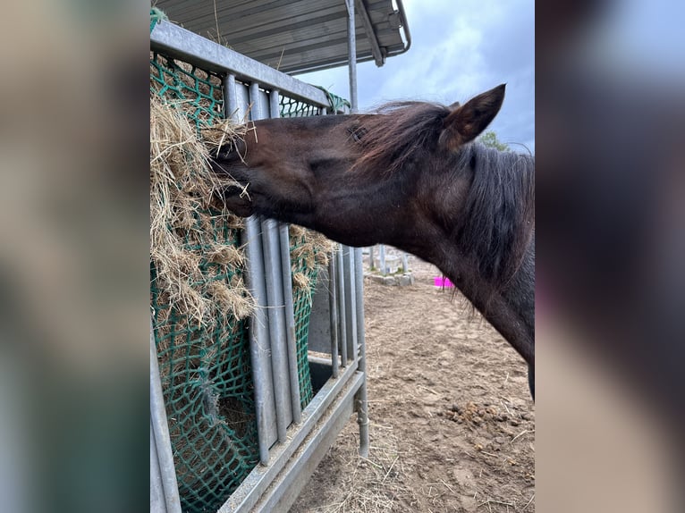 Altre razze Mix Castrone 13 Anni 135 cm Pezzato in Potsdam