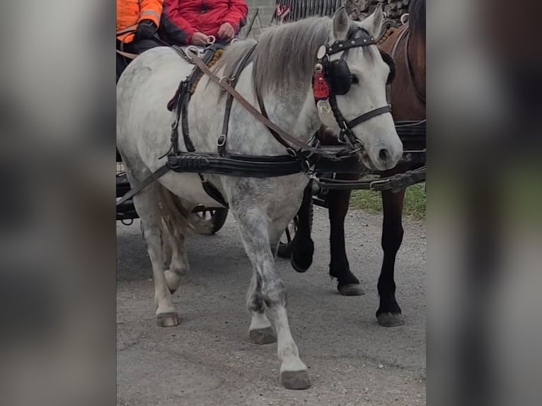 Altre razze Mix Castrone 13 Anni 140 cm Grigio pezzato in Oggau am Neusiedler See