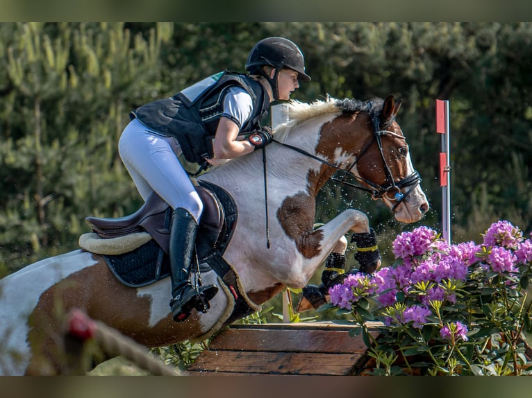 Altre razze Castrone 13 Anni 145 cm Pezzato in Lilli