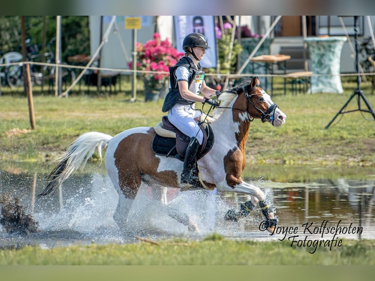 Altre razze Castrone 13 Anni 145 cm Pezzato in Lilli