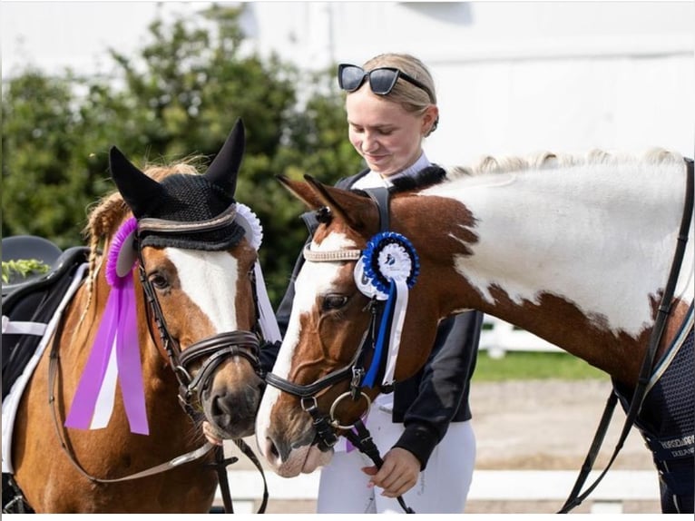 Altre razze Castrone 13 Anni 145 cm Pezzato in Lilli