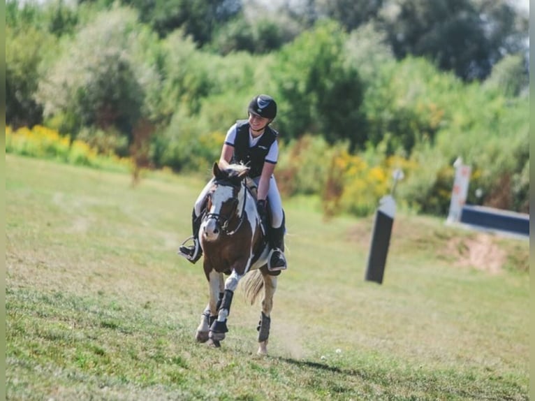 Altre razze Castrone 13 Anni 145 cm Pezzato in Lilli