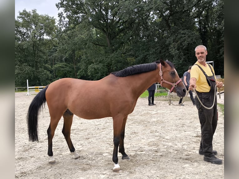 Altre razze Castrone 13 Anni 148 cm Baio in Rüsselsheim