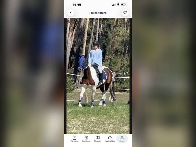 Altre razze Castrone 13 Anni 156 cm Pezzato in Nuthe-Urstromtal