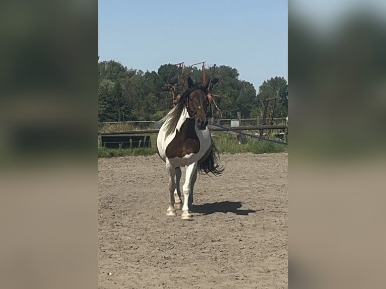Altre razze Castrone 13 Anni 156 cm Pezzato in Nuthe-Urstromtal