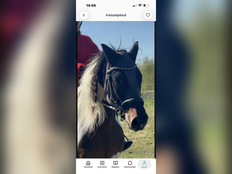 Altre razze Castrone 13 Anni 156 cm Pezzato in Nuthe-Urstromtal
