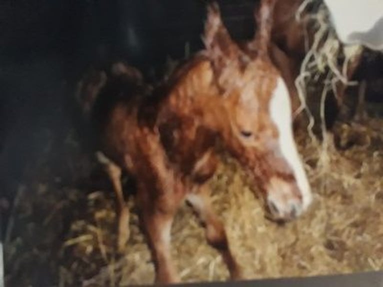 Altre razze Mix Castrone 13 Anni 160 cm Sauro in Herzogenrath