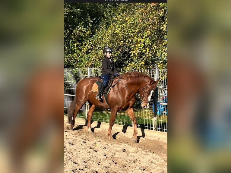 Altre razze Mix Castrone 13 Anni 160 cm Sauro in Herzogenrath