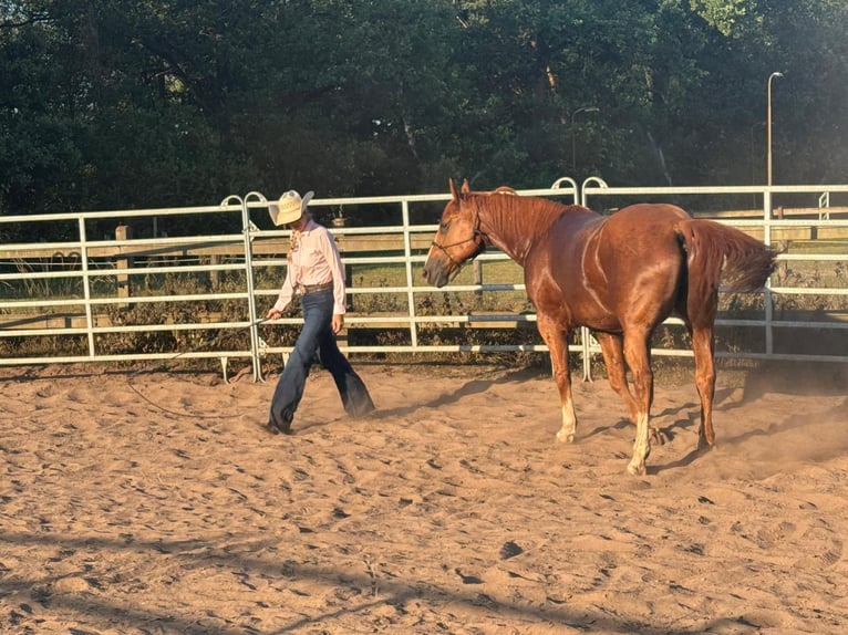 Altre razze Castrone 13 Anni 160 cm Sauro in Geldrop