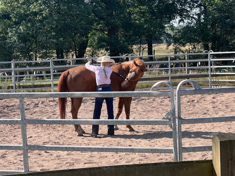 Altre razze Castrone 13 Anni 160 cm Sauro in Geldrop