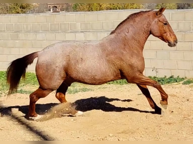 Altre razze Castrone 13 Anni 162 cm Roano rosso in Collado Villalba