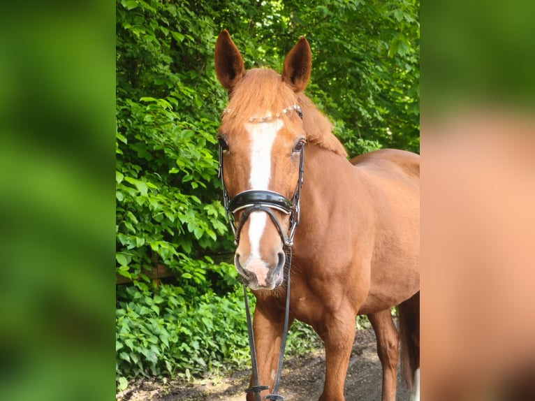 Altre razze Castrone 13 Anni 168 cm Sauro in Wendeburg