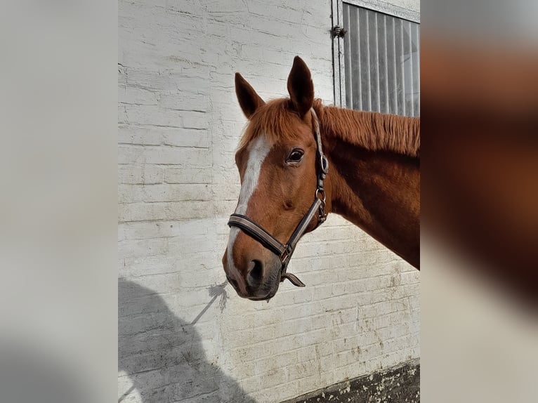 Altre razze Castrone 13 Anni 168 cm Sauro in Wendeburg