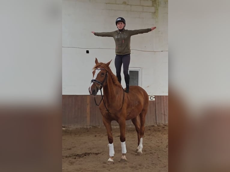 Altre razze Castrone 13 Anni 168 cm Sauro in Wendeburg
