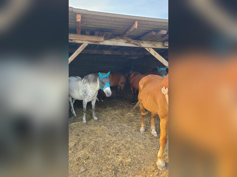 Altre razze Mix Castrone 14 Anni 140 cm Grigio pezzato in Oggau am Neusiedler See