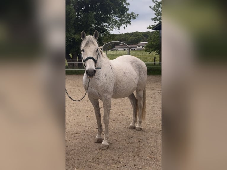 Altre razze Mix Castrone 14 Anni 155 cm  in Burladingen