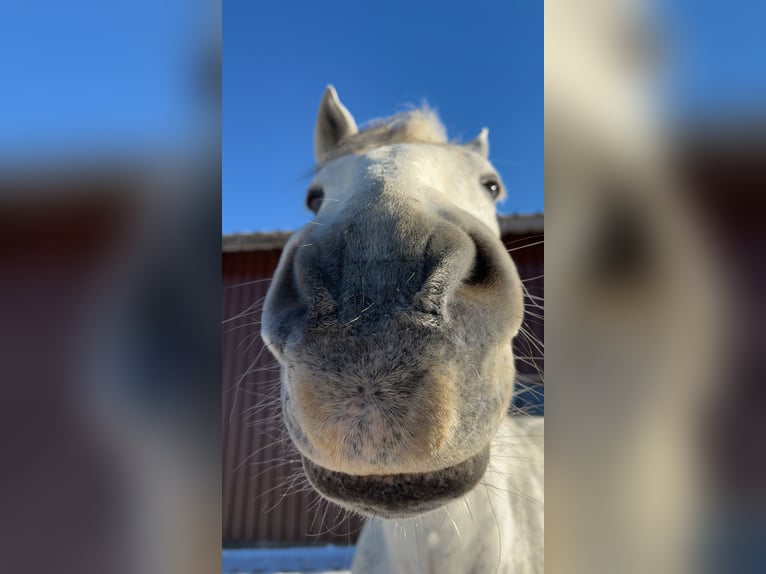 Altre razze Mix Castrone 14 Anni 155 cm  in Burladingen