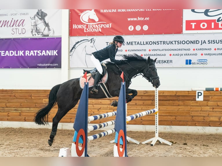 Altre razze Mix Castrone 14 Anni 158 cm Morello in Nõmme