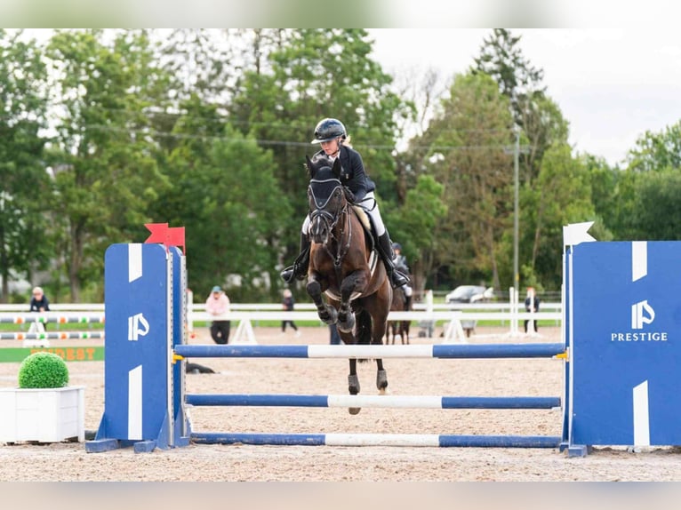 Altre razze Mix Castrone 14 Anni 158 cm Morello in Nõmme