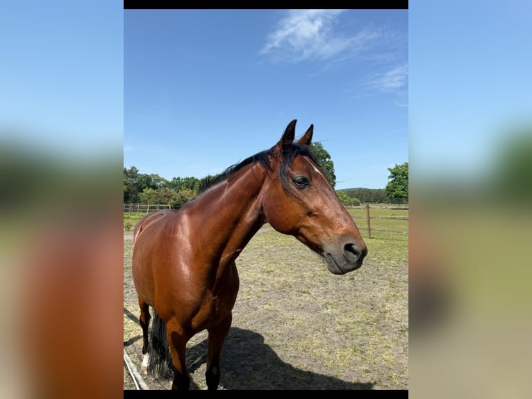 Altre razze Castrone 14 Anni 160 cm Baio in Schloß Holte-Stukenbrock