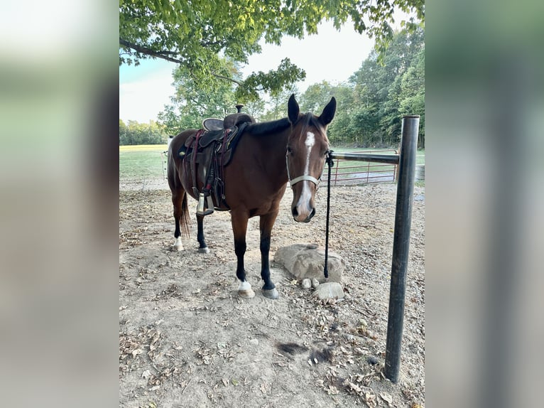 Altre razze Mix Castrone 14 Anni 163 cm Baio ciliegia in Lynn