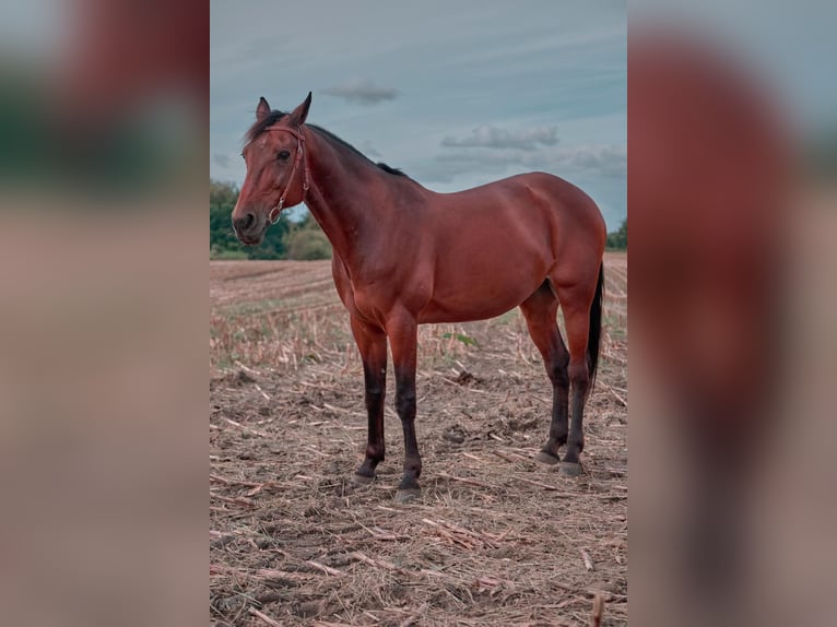 Altre razze Castrone 14 Anni 164 cm Baio in Bottrop