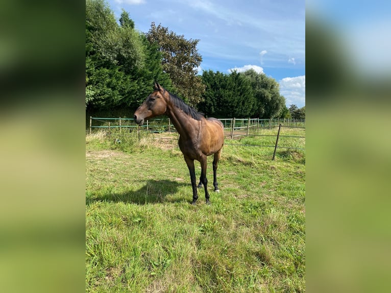 Altre razze Castrone 14 Anni 164 cm Baio scuro in Grevenbroich