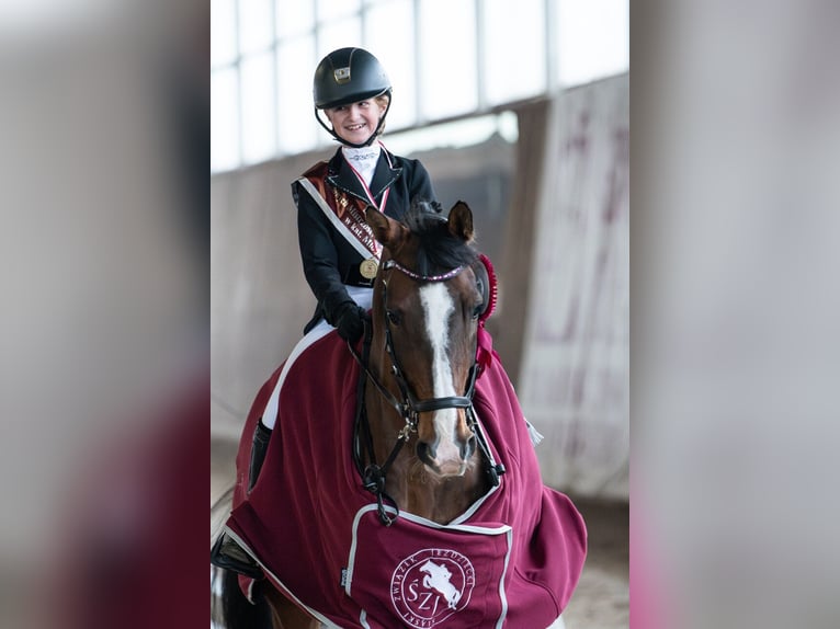 Altre razze Castrone 14 Anni 166 cm Baio in &#x141;azy