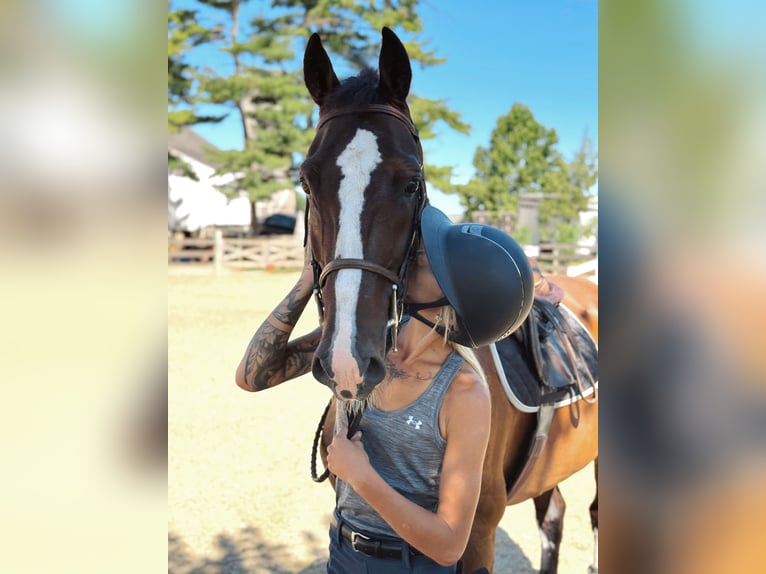 Altre razze Castrone 14 Anni Baio ciliegia in Gap