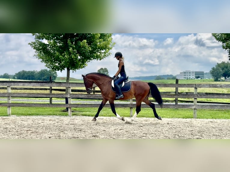 Altre razze Castrone 14 Anni Baio ciliegia in Gap