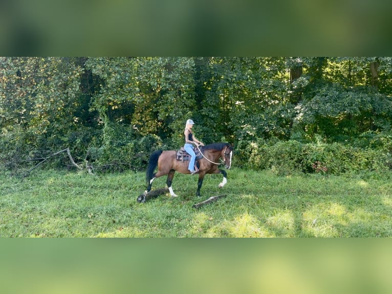 Altre razze Castrone 14 Anni Baio ciliegia in Gap