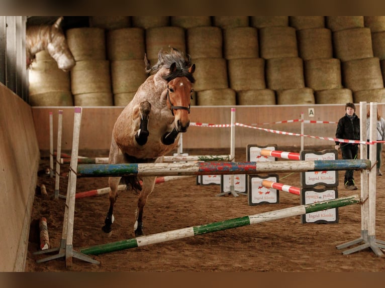 Altre razze Mix Castrone 15 Anni 150 cm Baio roano in Solingen