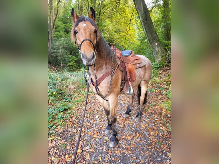 Altre razze Mix Castrone 15 Anni 150 cm Baio roano in Solingen