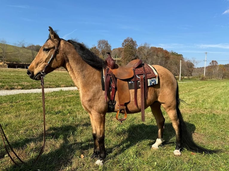 Altre razze Castrone 15 Anni 152 cm Pelle di daino in Moscow