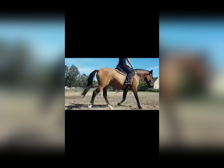 Altre razze Castrone 15 Anni 154 cm Falbo in Peine