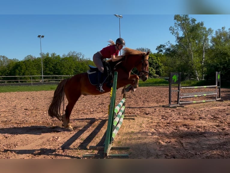 Altre razze Castrone 15 Anni 154 cm Sauro in Altleiningen